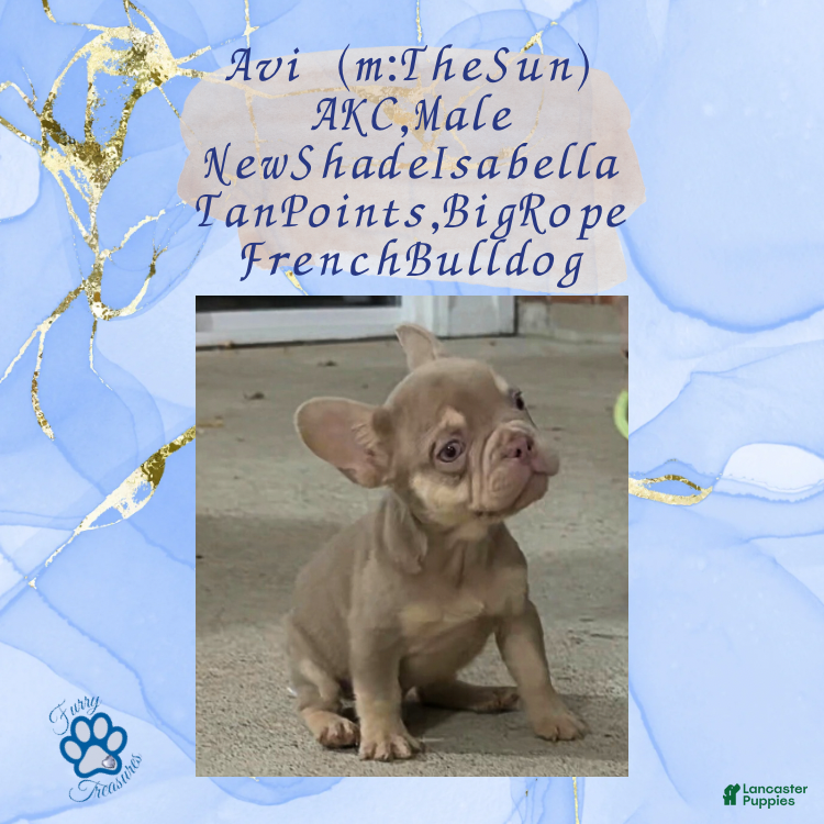 French Bulldog dogs Avi (mng: Light) - Ad 9