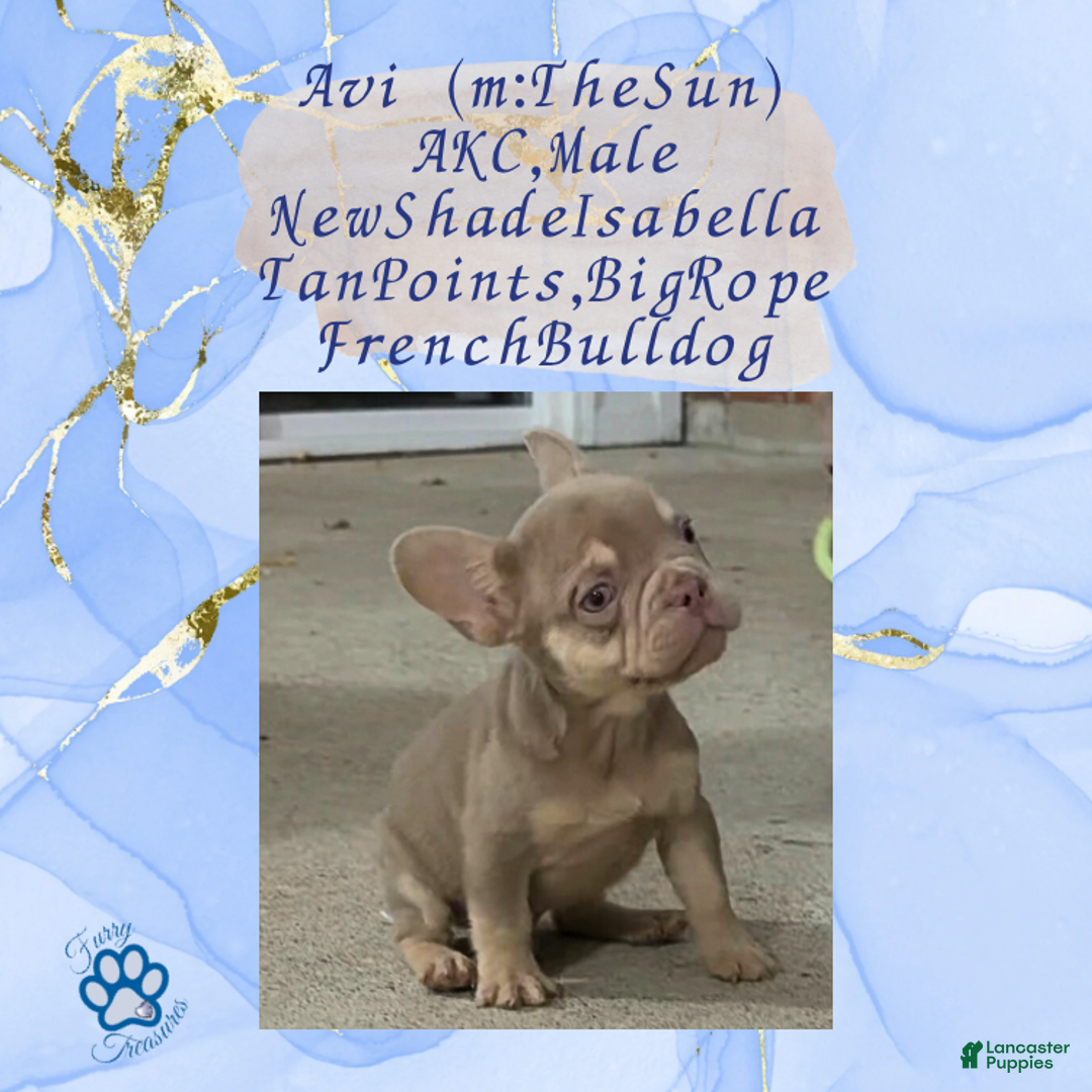 French Bulldog dogs for sale: Avi (mng: Light) - Ad 1