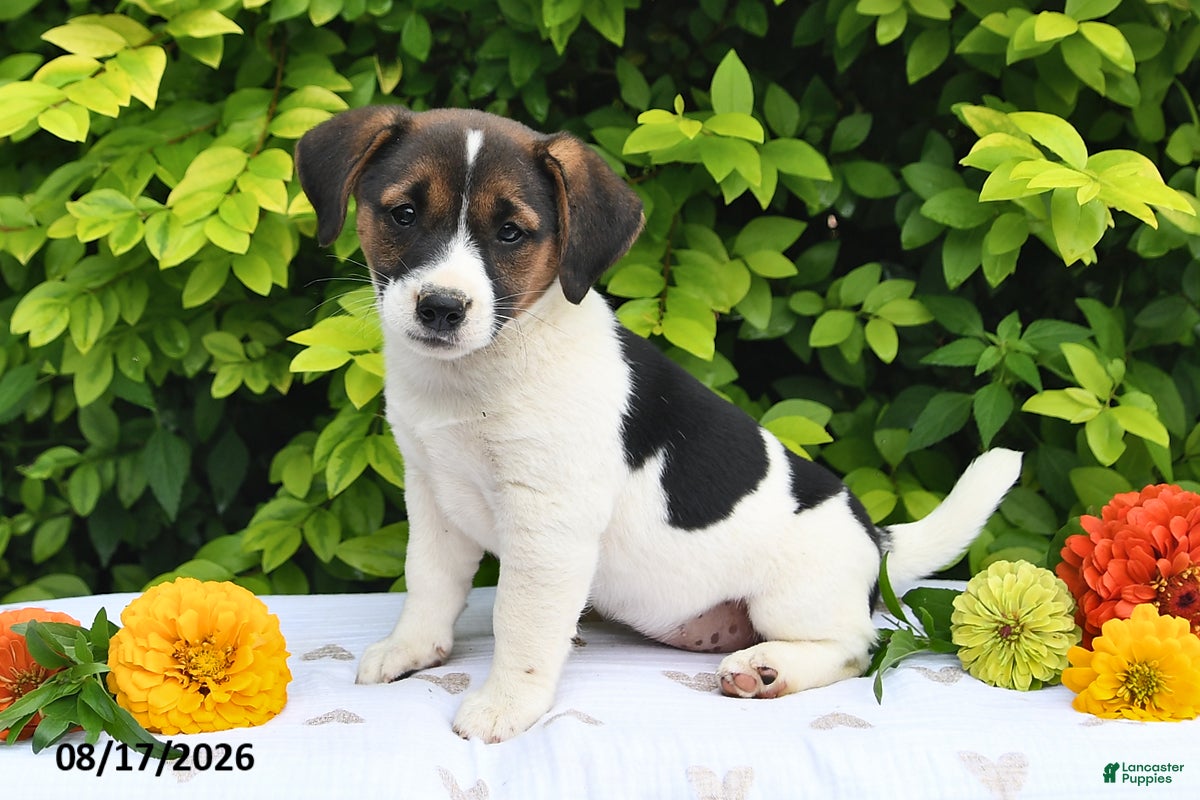 Mixed Breed dogs Della - Ad 2