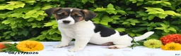 Mixed Breed dogs for sale: Della - Ad 2