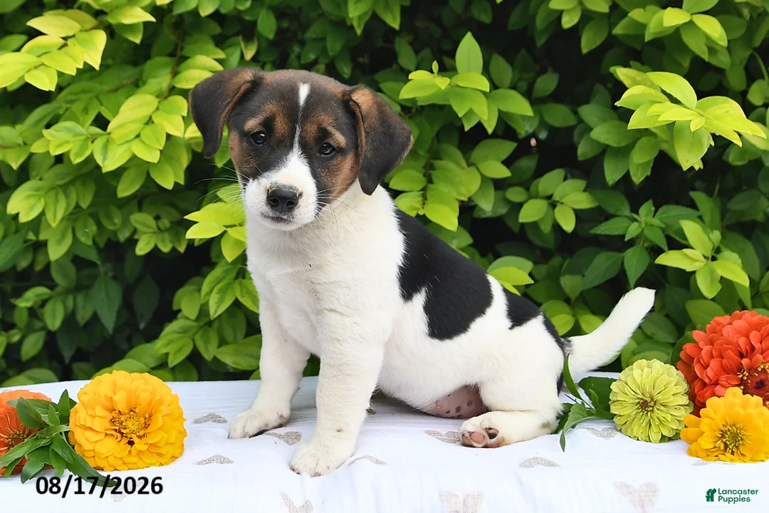 Mixed Breed dogs for sale: Della - Ad 2
