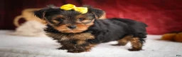 Yorkshire Terrier dogs for sale: DIESEL - Ad 15