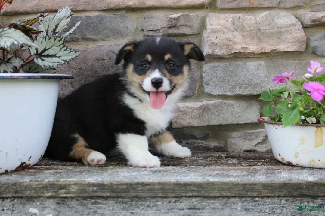 Welsh Corgi Pembroke dogs for sale: Dallas - Ad 2