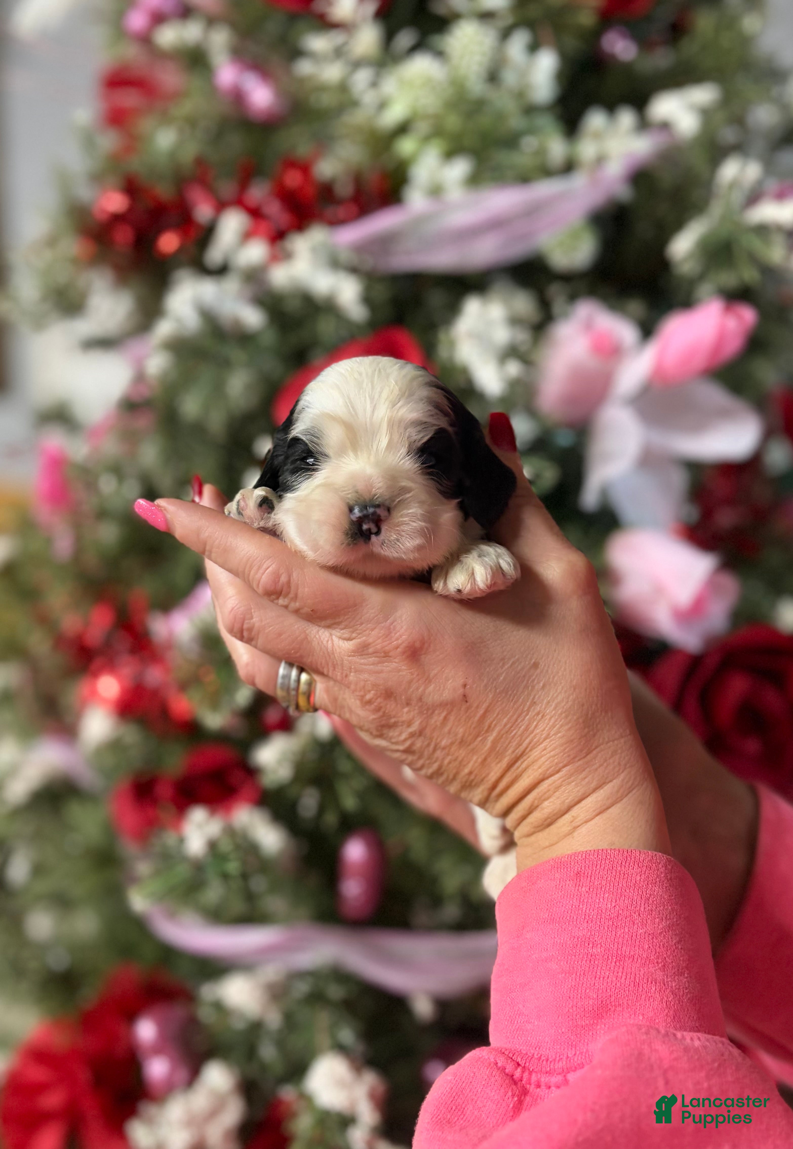 Cocker Spaniel dogs Cocker Spaniel Puppy 3 - Ad 1