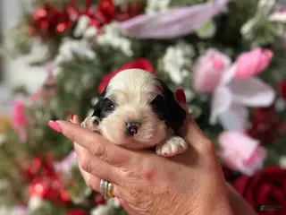 Cocker Spaniel dogs Cocker Spaniel Puppy 3 - Ad 1