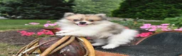 Pomeranian dogs for sale: Ronnie - Ad 2