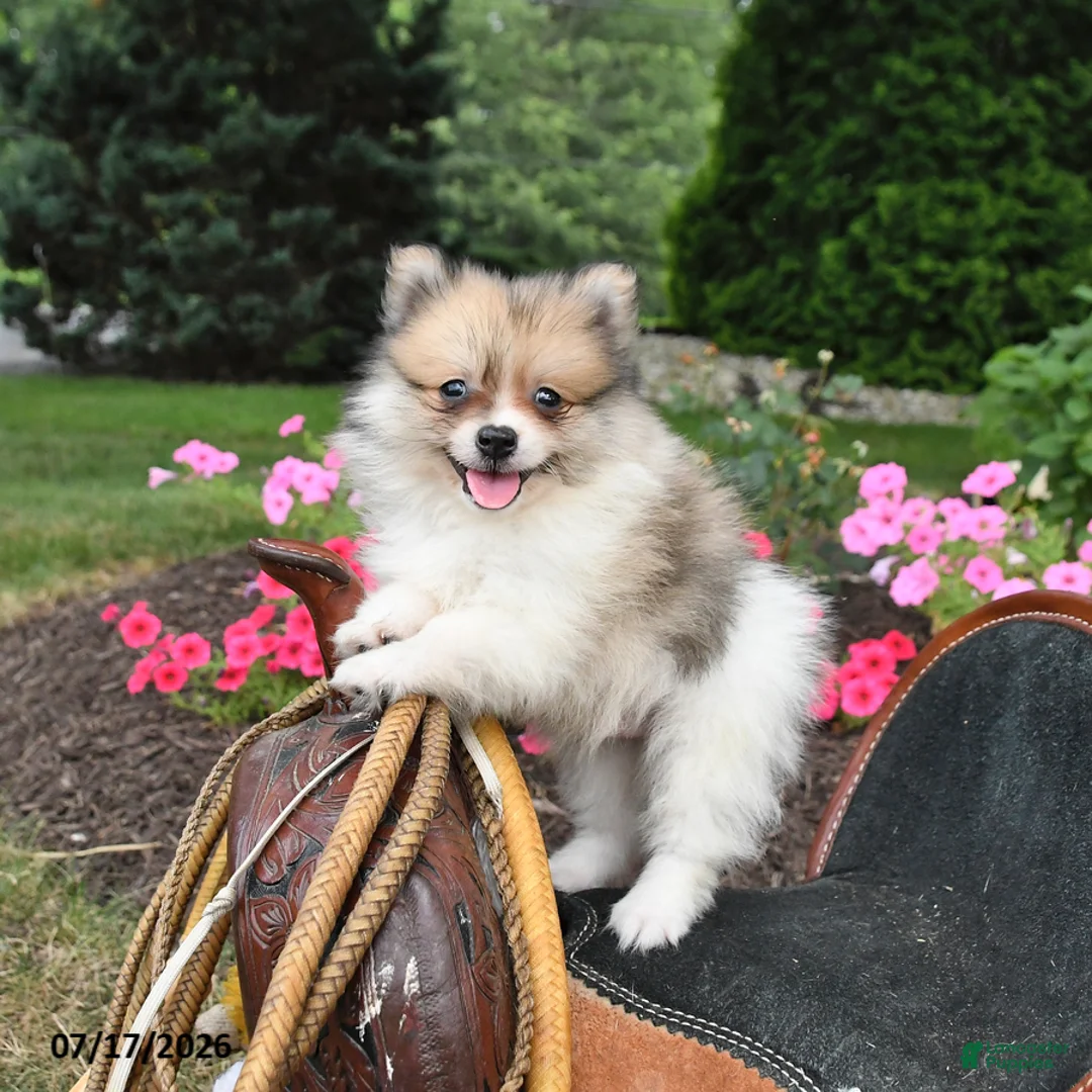 Pomeranian dogs for sale: Ronnie - Ad 2