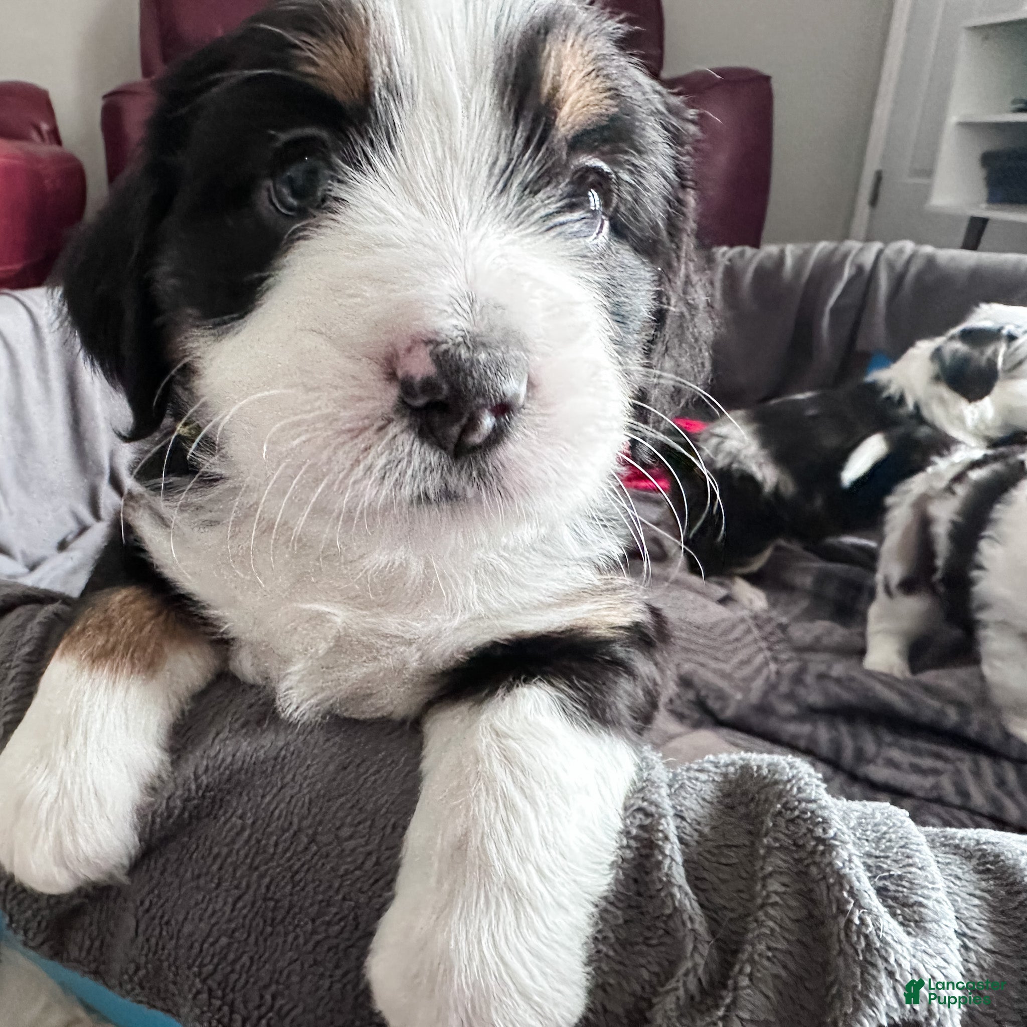 Mixed Breed dogs Orange Juice - Ad 1