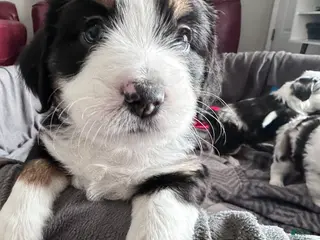 Mixed Breed dogs for sale: Orange Juice - Ad 3