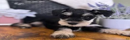 Miniature Schnauzer dogs for sale: Roxy - Ad 9