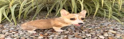 Welsh Corgi Pembroke dogs for sale: Ella - Ad 11