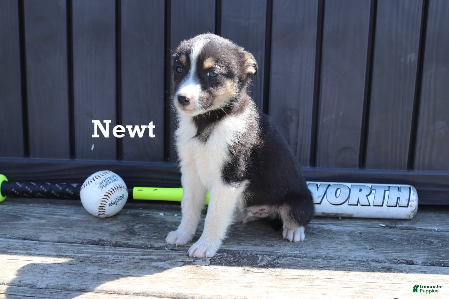 Mixed Breed dogs for sale: Newt - Ad 3