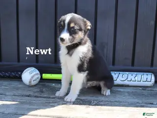 Mixed Breed dogs for sale: Newt - Ad 3