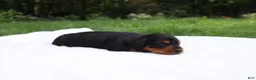 Miniature Dachshund dogs for sale: Raven - Ad 4