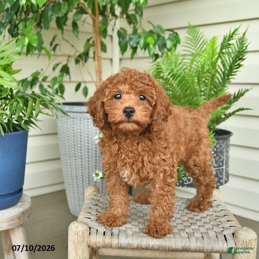 Miniature Poodle dogs Addie  - Ad 2