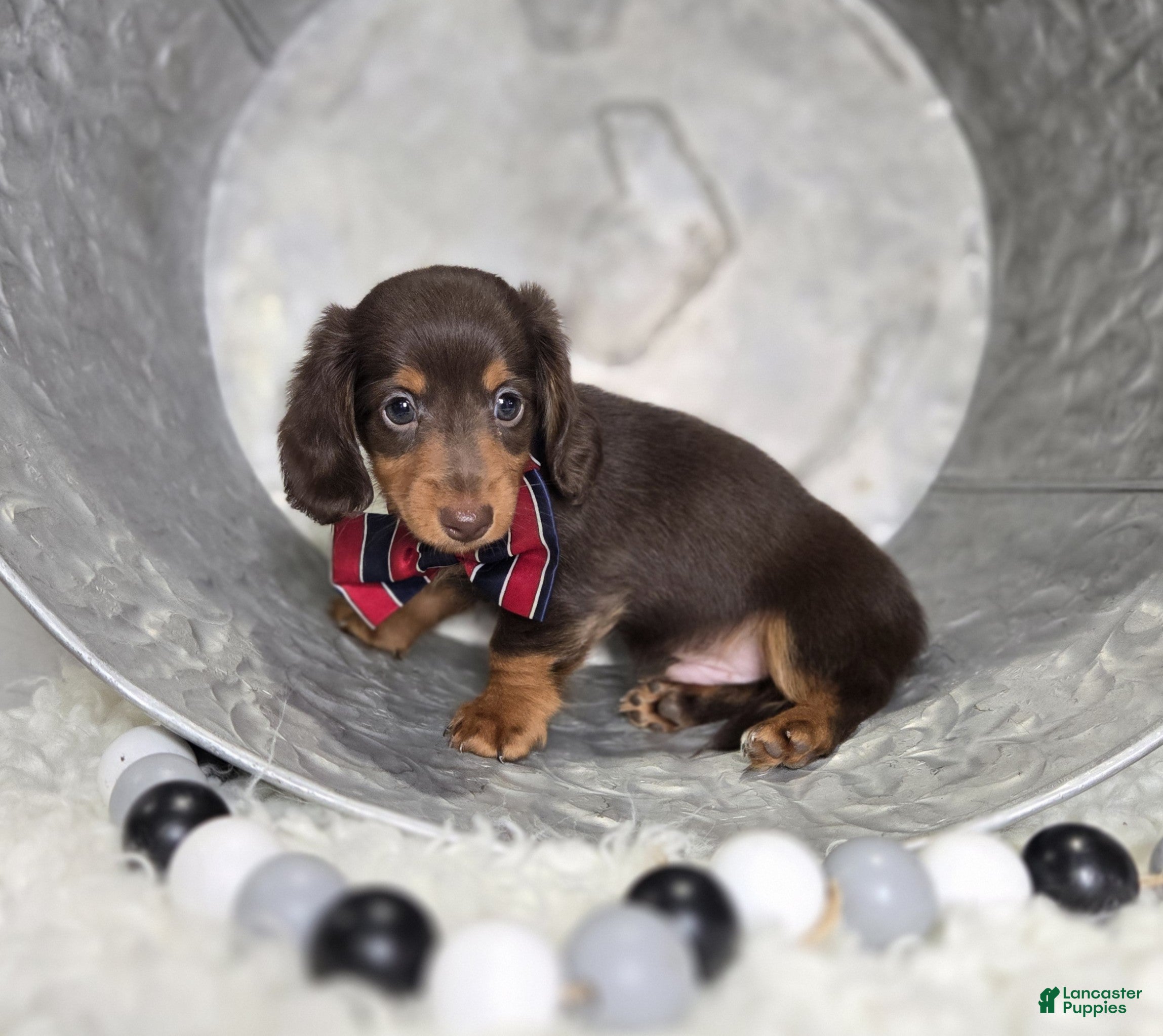 Miniature Dachshund dogs Billy - Ad 39