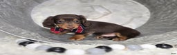 Miniature Dachshund dogs for sale: Billy - Ad 1
