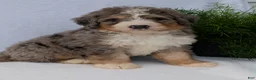 Mini Bernedoodle dogs for sale: Mini Baker  - Ad 39
