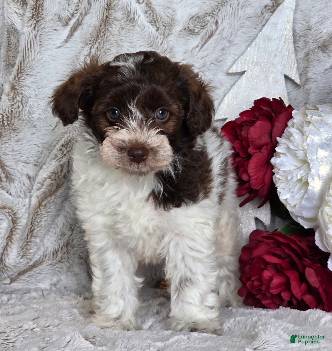 Schnoodle dogs for sale: Holly - Ad 4