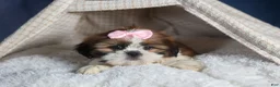 Shih Tzu dogs for sale: COOKIE - Ad 11