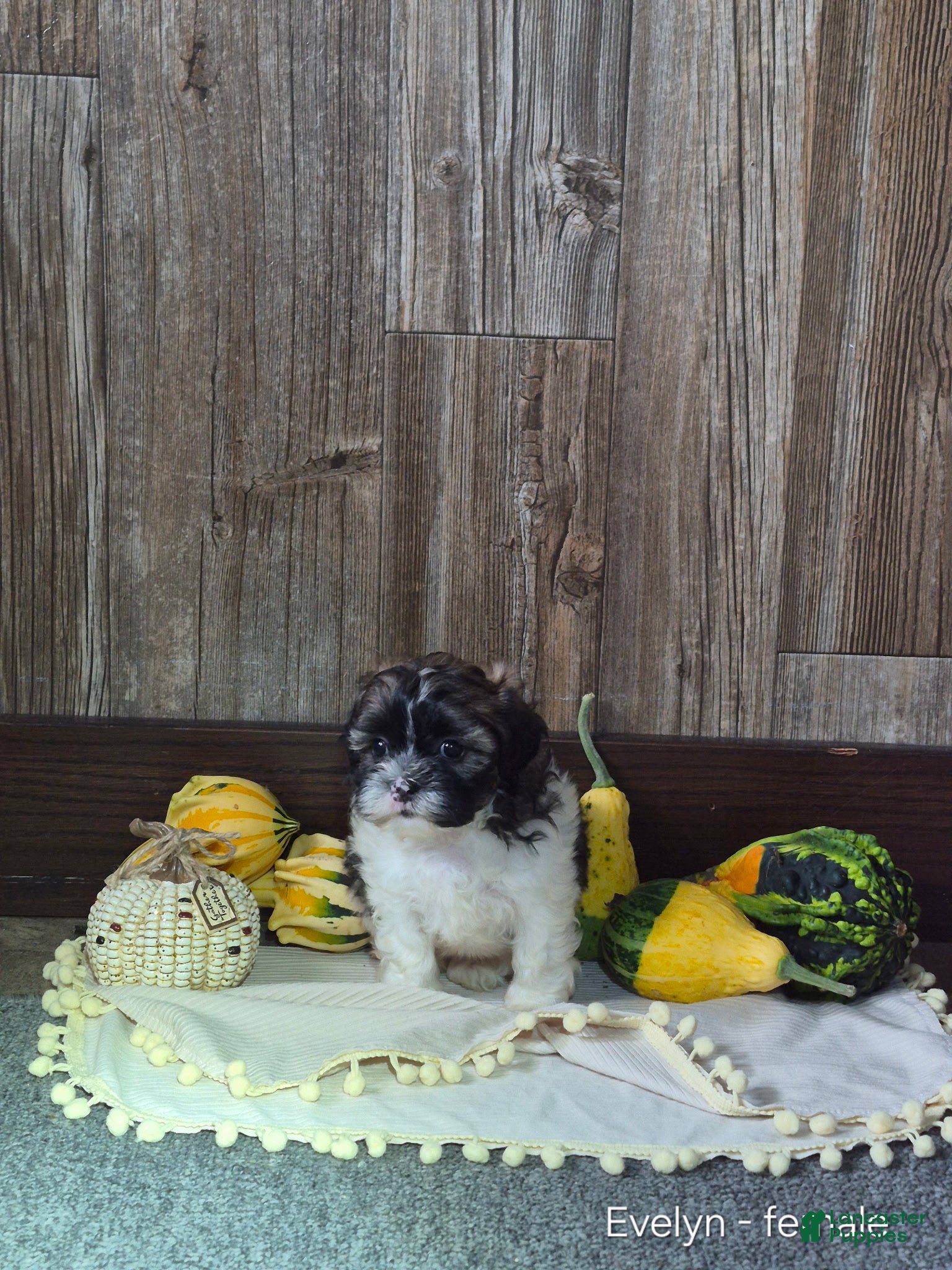Shihpoo dogs Evelyn - Ad 1