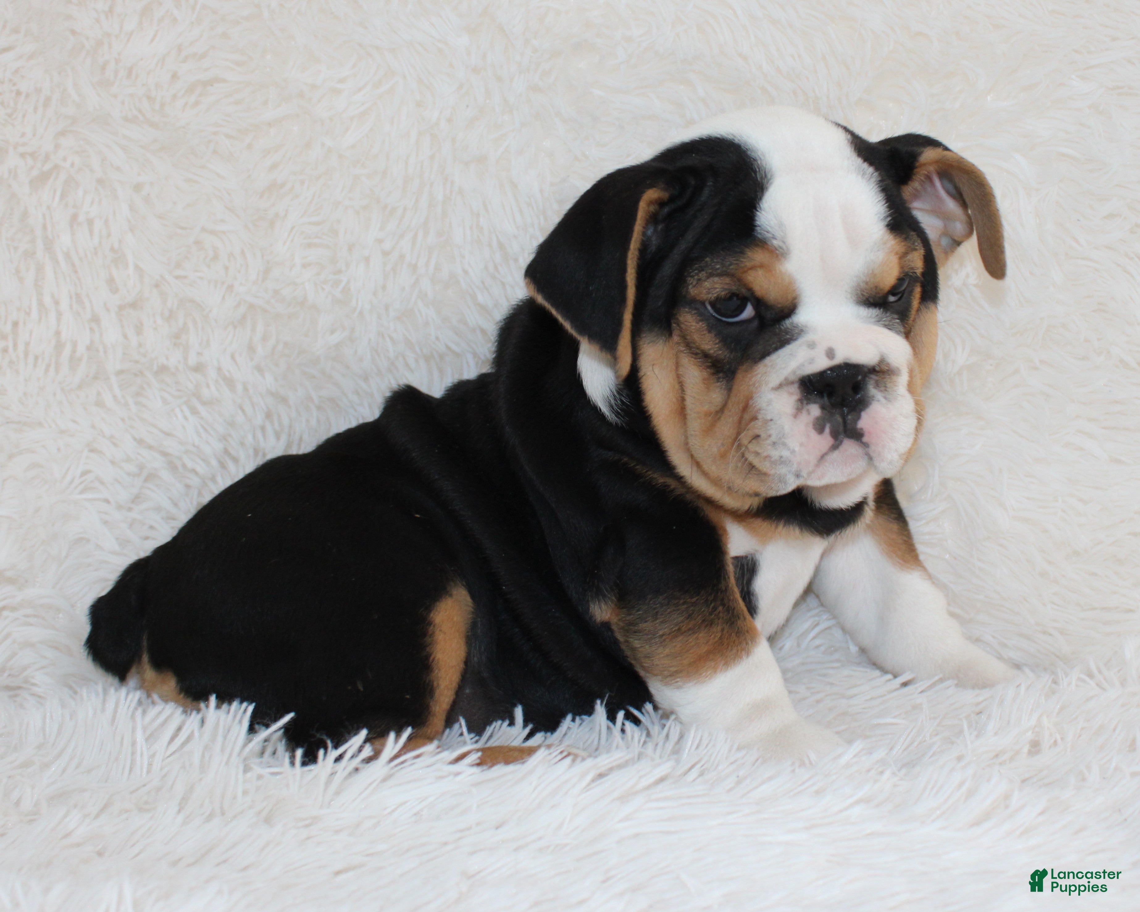 English Bulldog dogs Mabel - Ad 2