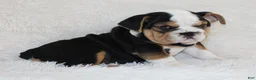 English Bulldog dogs for sale: Mabel - Ad 5