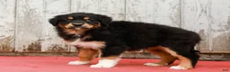Australian Shepherd dogs for sale: Jada - Ad 7