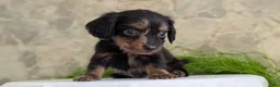 Miniature Dachshund dogs for sale: Loki  - Ad 5