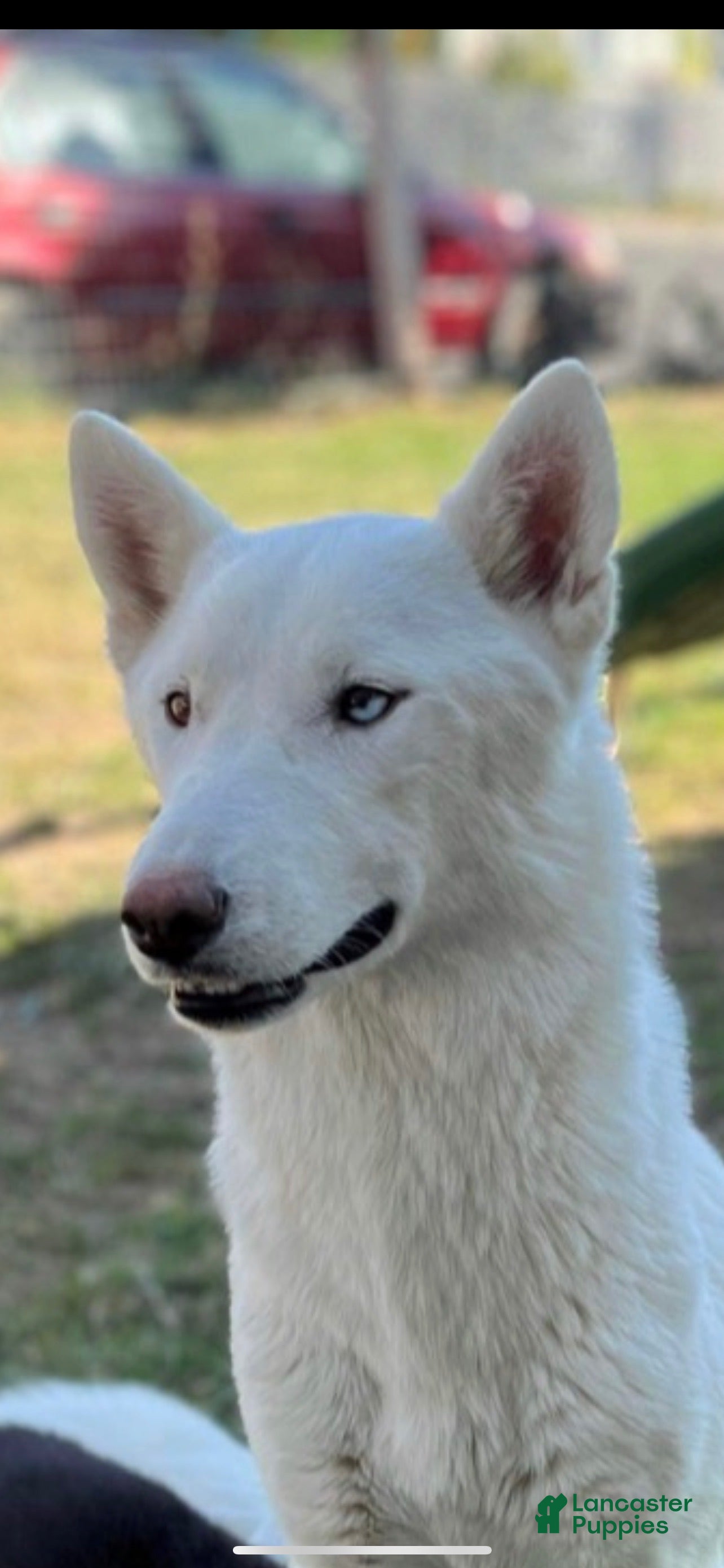 Siberian Husky dogs Frost - Ad 2