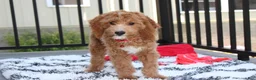 Cavapoo dogs for sale: Lenny  - Ad 5