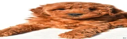 Mini Goldendoodle dogs for sale: Layla - Ad 7
