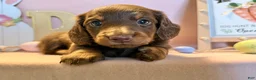 Dachshund dogs for sale: Big boy  - Ad 5