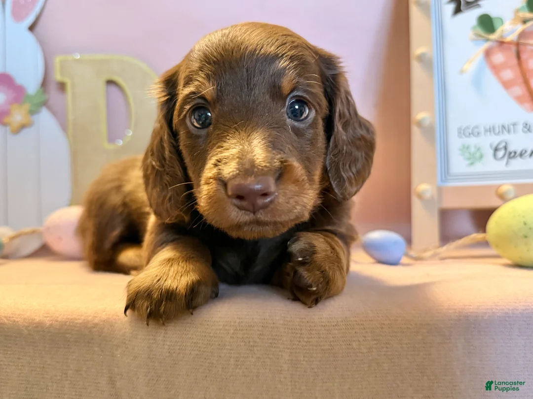 Dachshund dogs for sale: Big boy  - Ad 5