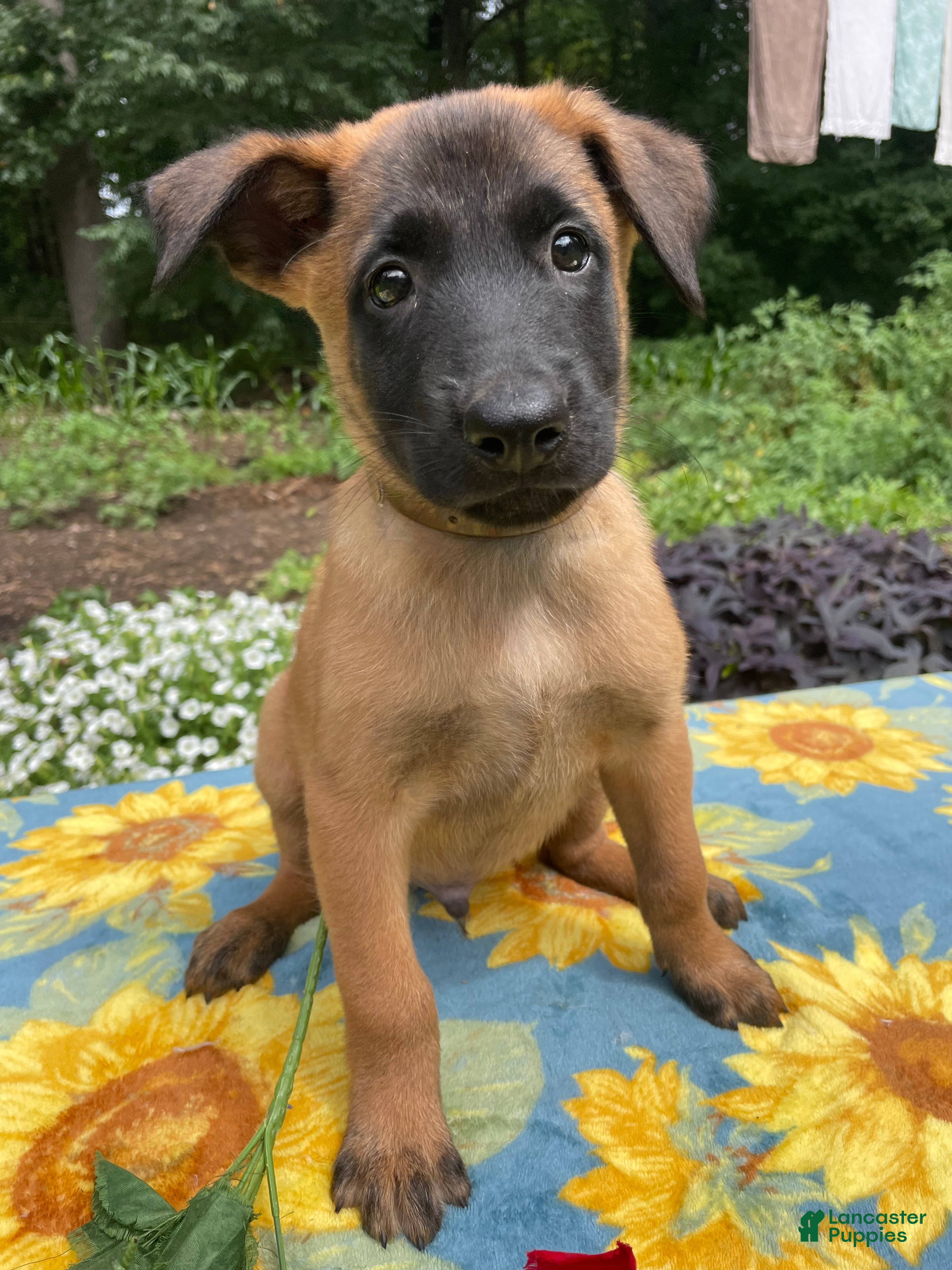 Belgian Malinois dogs Simon - Ad 1