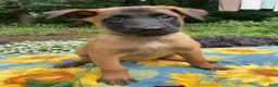 Belgian Malinois dogs for sale: Simon - Ad 1