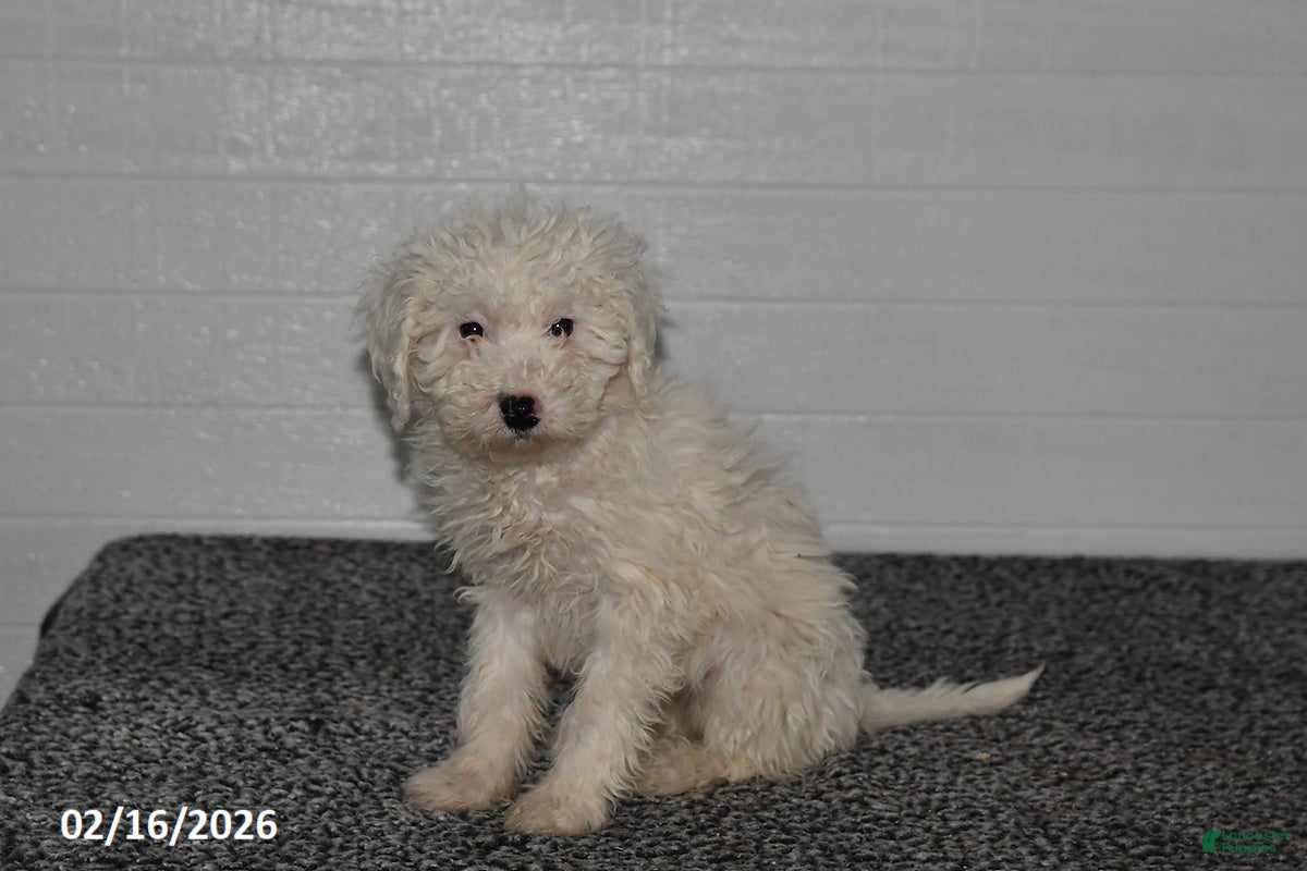 Mini Sheepadoodle dogs Chloe - Ad 2