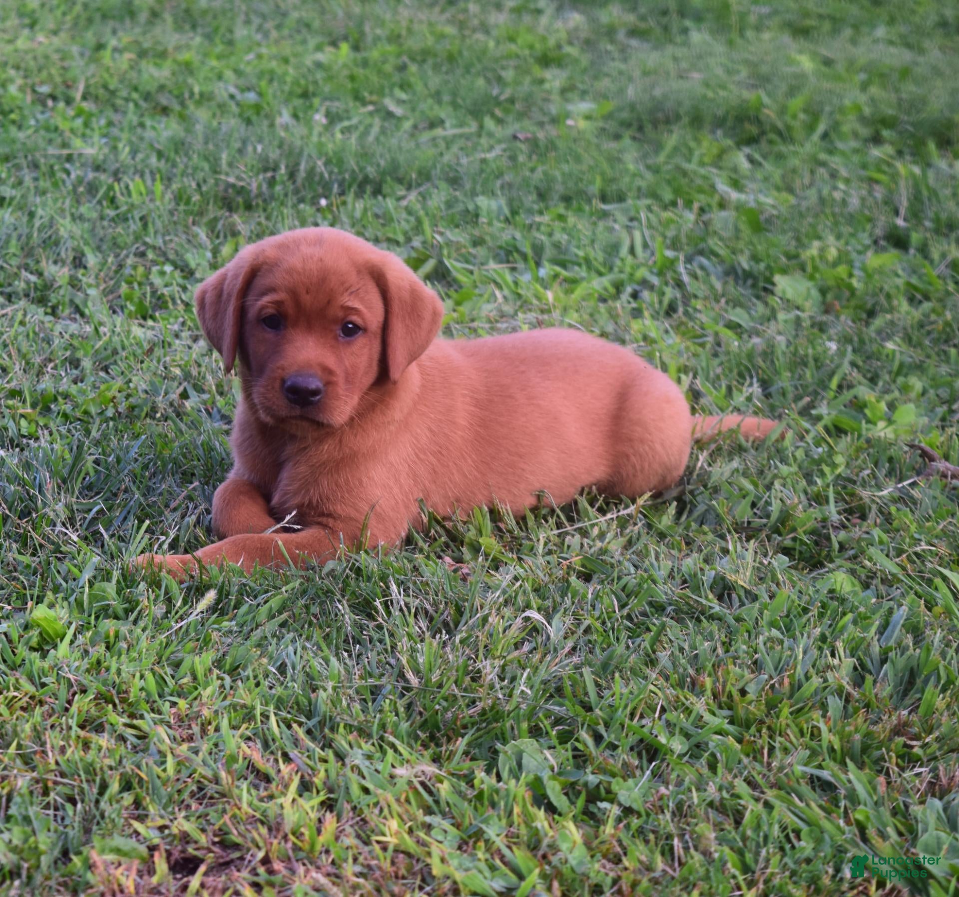 Labrador Retriever dogs Reddy - Ad 1