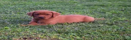 Labrador Retriever dogs for sale: Reddy - Ad 1