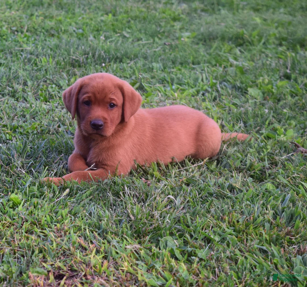 Labrador Retriever dogs for sale: Reddy - Ad 1