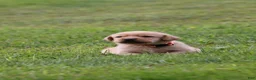 Labrador Retriever dogs for sale: Labrador Retriever 1 - Ad 2