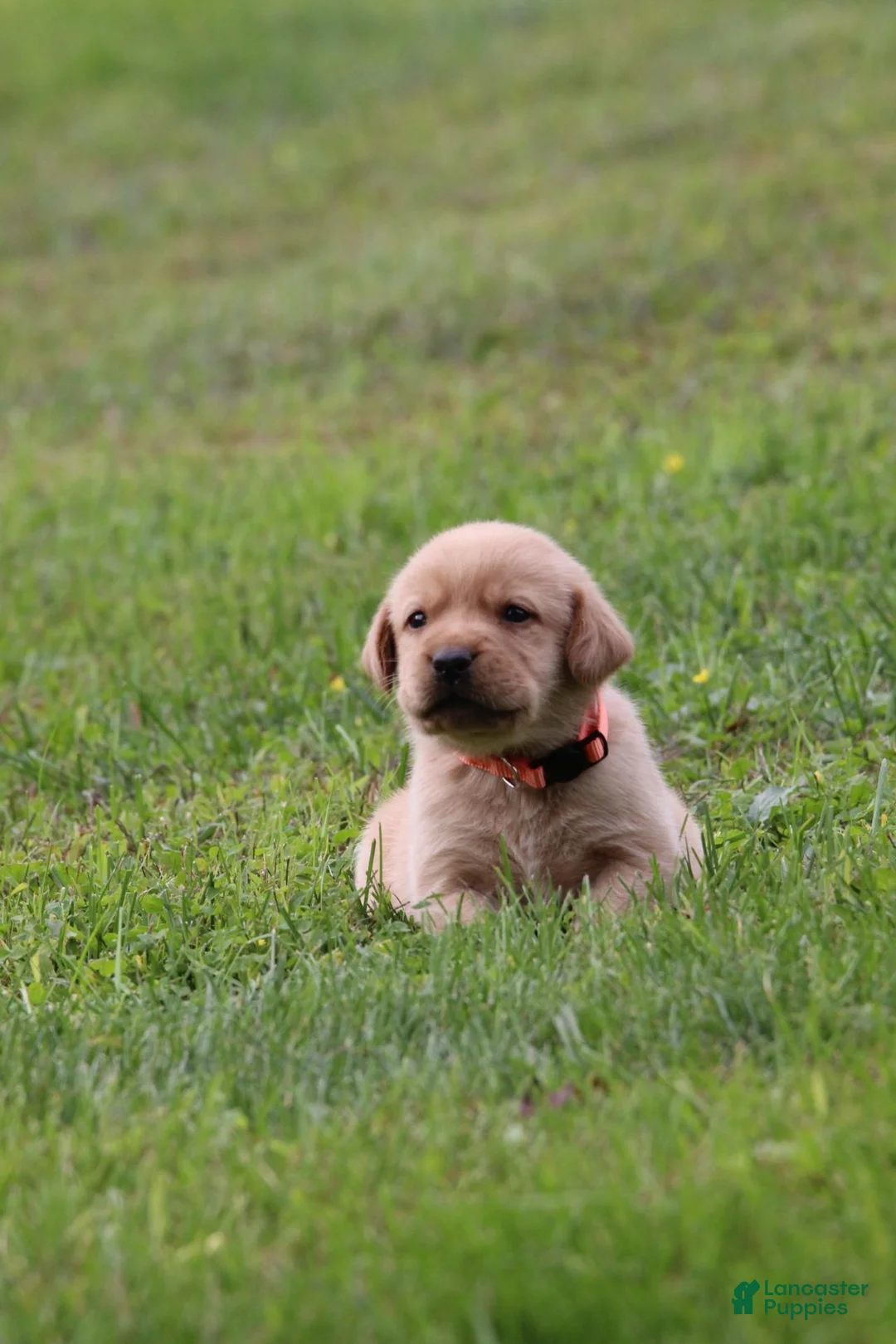 Labrador Retriever dogs for sale: Labrador Retriever 1 - Ad 2