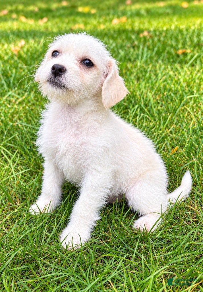 Westiepoo dogs Rosie - Ad 1