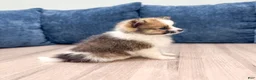 Pomeranian dogs for sale: Chloe - Ad 3