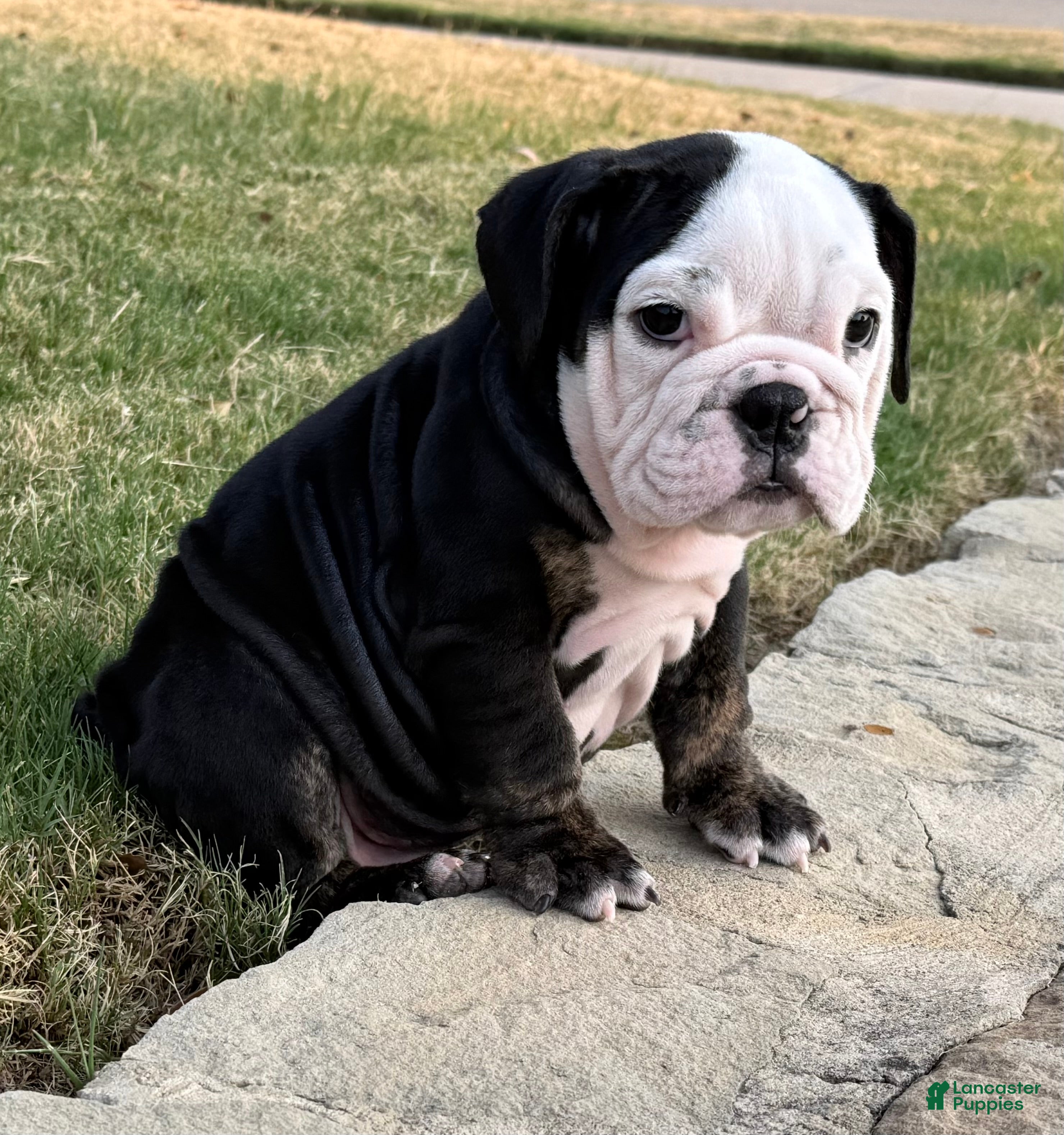 English Bulldog dogs PANDA - English Bulldog 2 - Ad 2