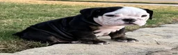 English Bulldog dogs for sale: PANDA - English Bulldog 2 - Ad 2