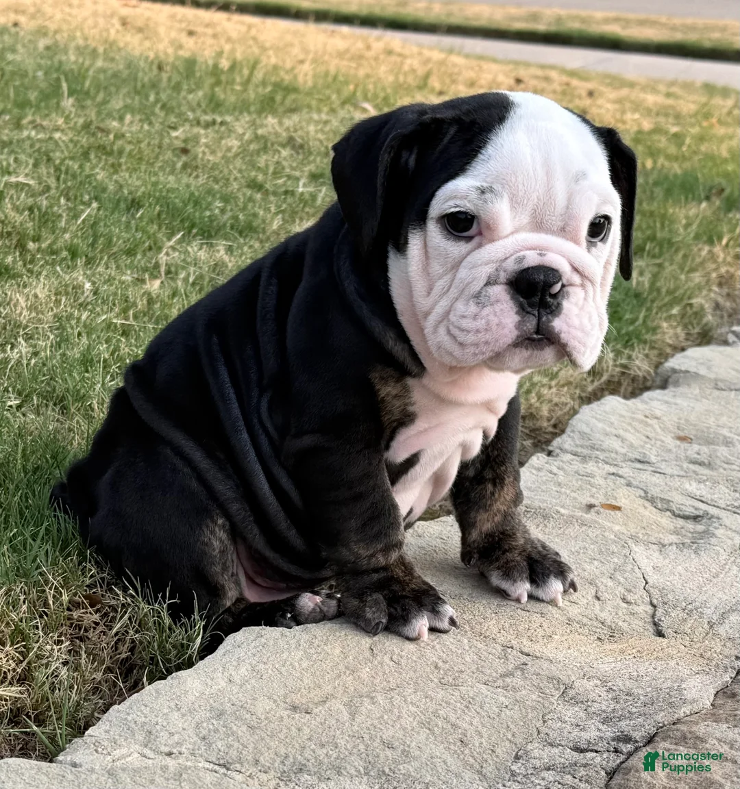 English Bulldog dogs for sale: PANDA - English Bulldog 2 - Ad 2