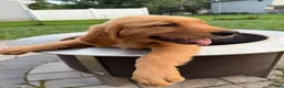 Golden Retriever dogs for sale: Scarlet - Ad 6