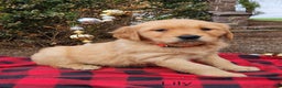 Golden Retriever dogs for sale: Lily - Ad 1