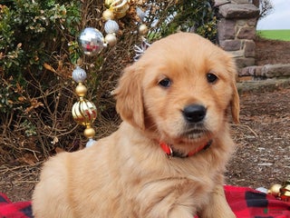 Golden Retriever dogs for sale: Lily - Ad 1
